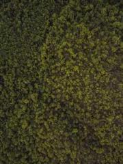 Dangerously Close to