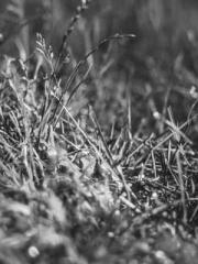 lt;Jingyuan Rong Sha