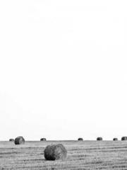 I have seven fairy g