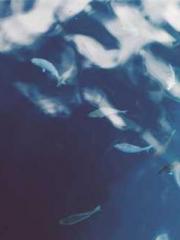 lt;Dragon King Legen