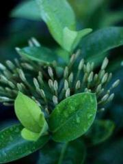 A Spicy Wife from th