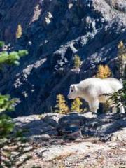 The Wife of My Heart