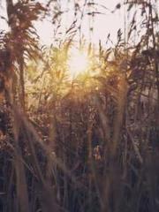 lt;The misfortune of