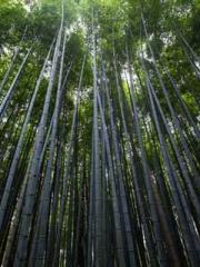 The Return of the Go